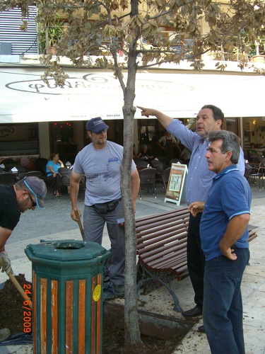 αντικατάσταση του ξεραμένου δέντρου στην πλ.Λιονταριών